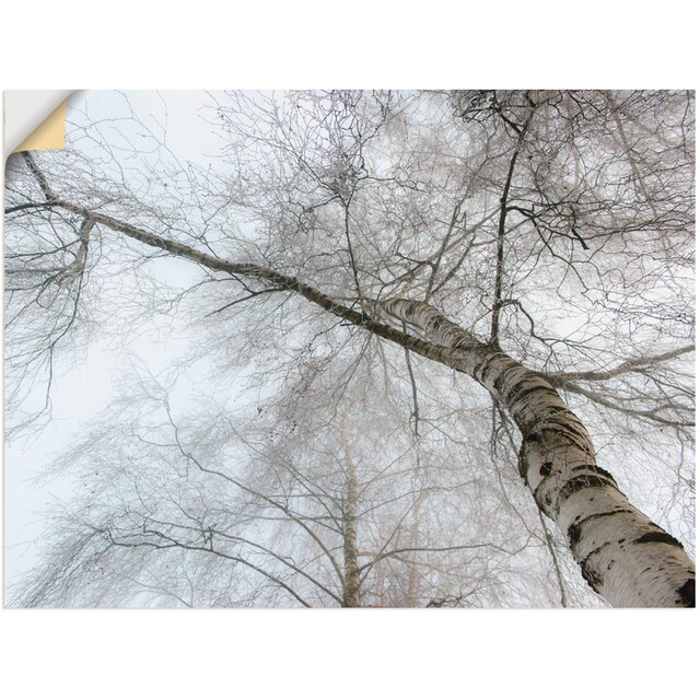 Artland Wandbild »Winter Birke«, Bäume, (1 St.), als Leinwandbild,  Wandaufkleber oder Poster in versch. Größen bestellen | BAUR
