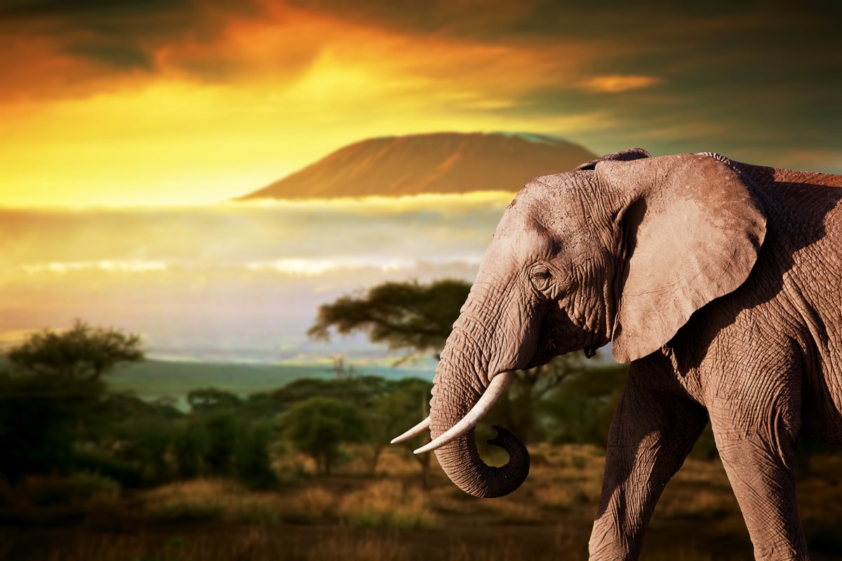 Papermoon Fototapete "Elefant von Kilimanjaro"