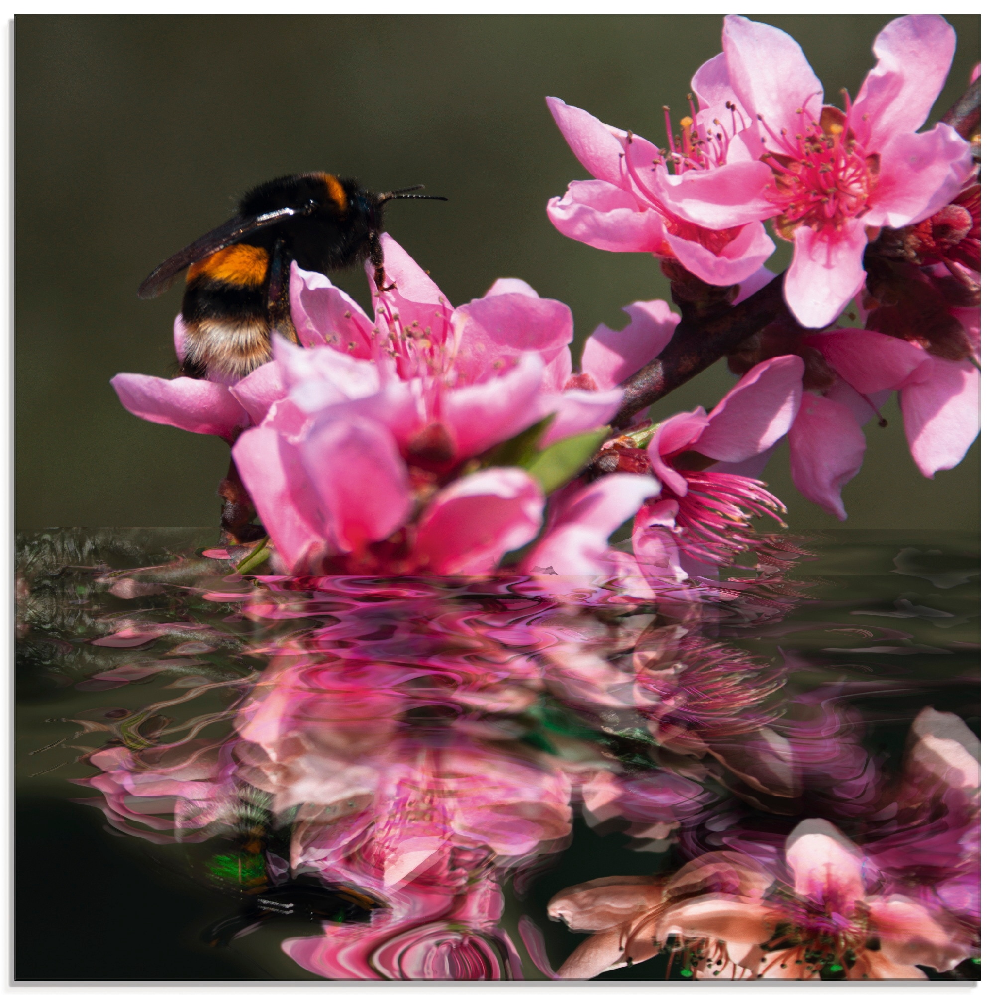 Artland Glasbild "Pfirsichblüte mit Hummel" Blumen 1 Stk. tlg. in verschiedenen Größen