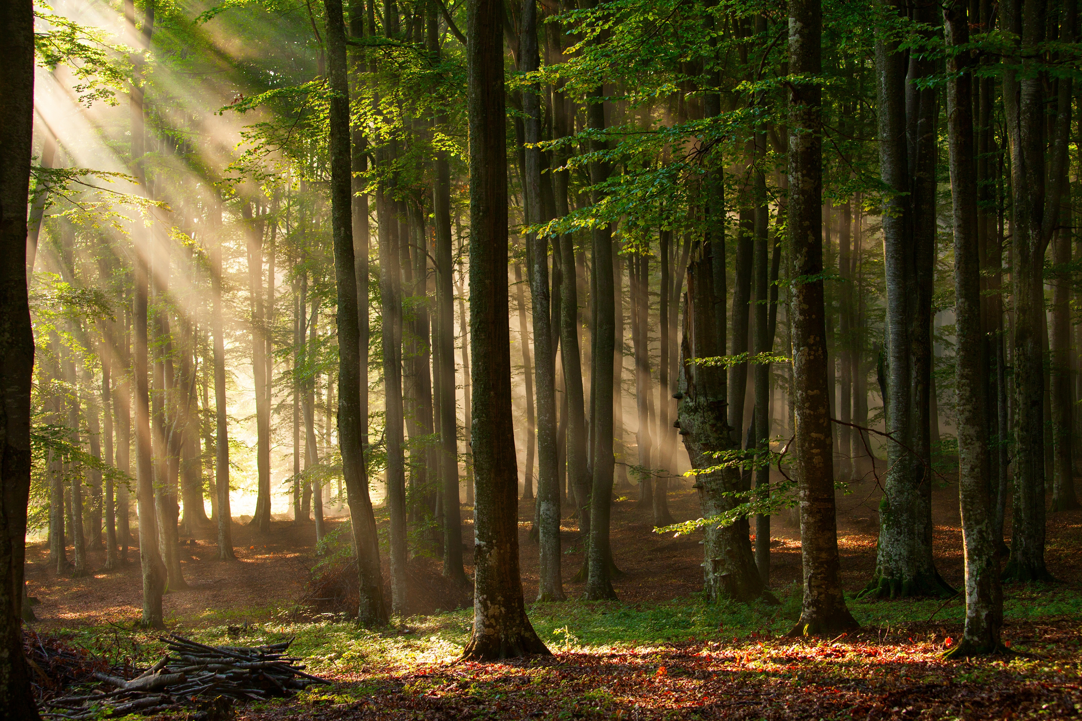 Papermoon Fototapete "Autumn Forest" glatt