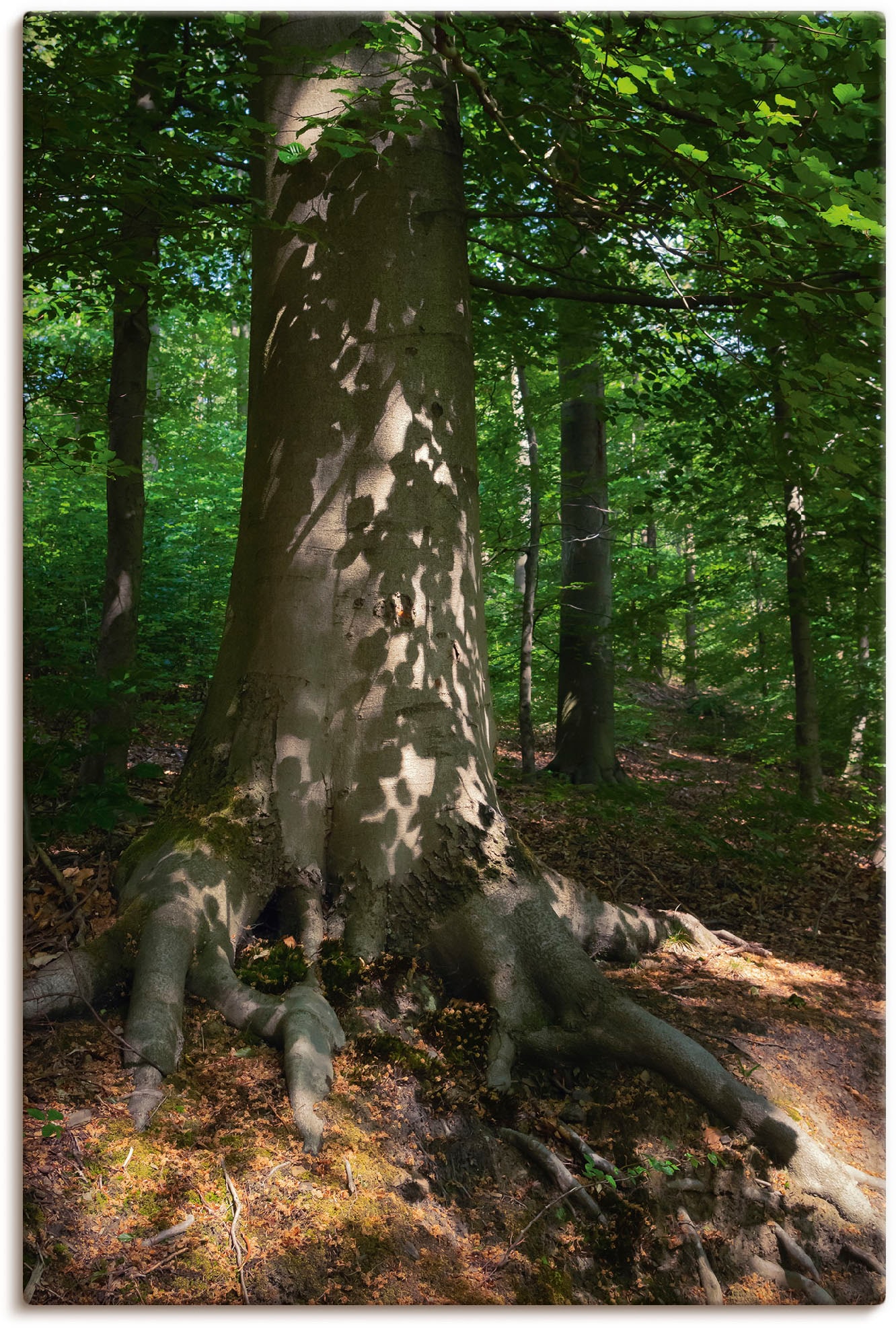 Größen in als St.), Wandaufkleber bestellen Leinwandbild, BAUR versch. Poster Artland »Waldimpression«, Wandbild oder (1 Alubild, Baumbilder, |