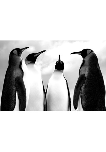 Papermoon Fototapetas »Pinguin juoda spalva & We...