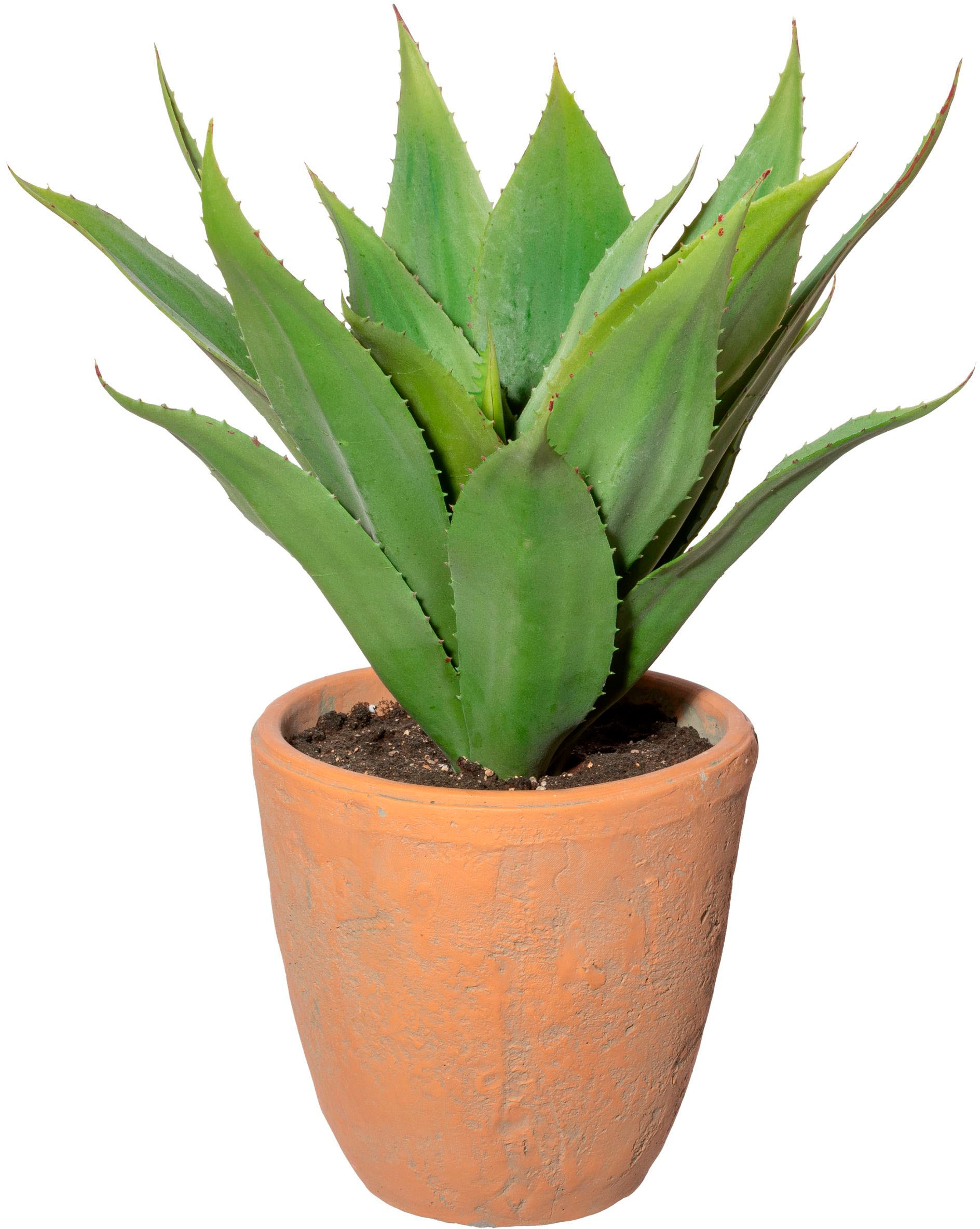 Creativ green Künstliche Zimmerpflanze "Agave im Terracottatopf" günstig online kaufen