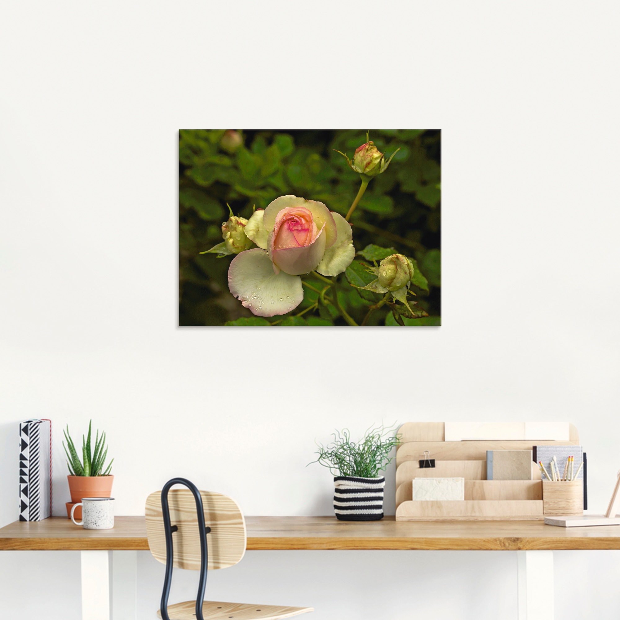 Artland Glasbild "Rosa Rose", Blumen, (1 St.), in verschiedenen Größen günstig online kaufen