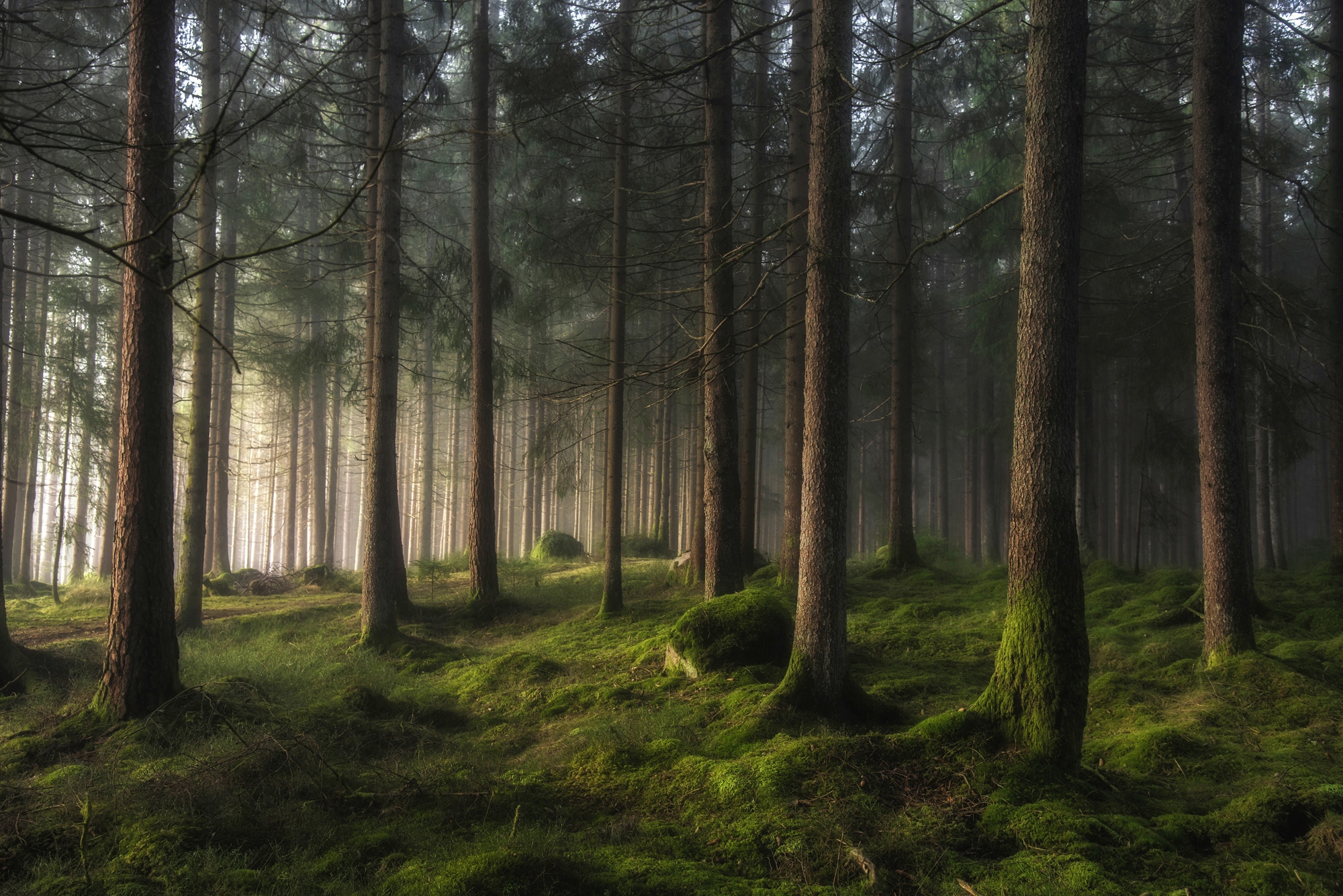 Papermoon Fototapete »Photo-Art BENNY PETTERSSON, WALD EIN GEFÜHL VON FRÜHLING«