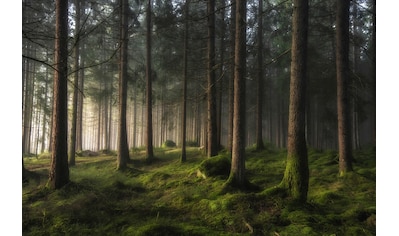 Fototapete »Photo-Art BENNY PETTERSSON, WALD EIN GEFÜHL VON FRÜHLING«