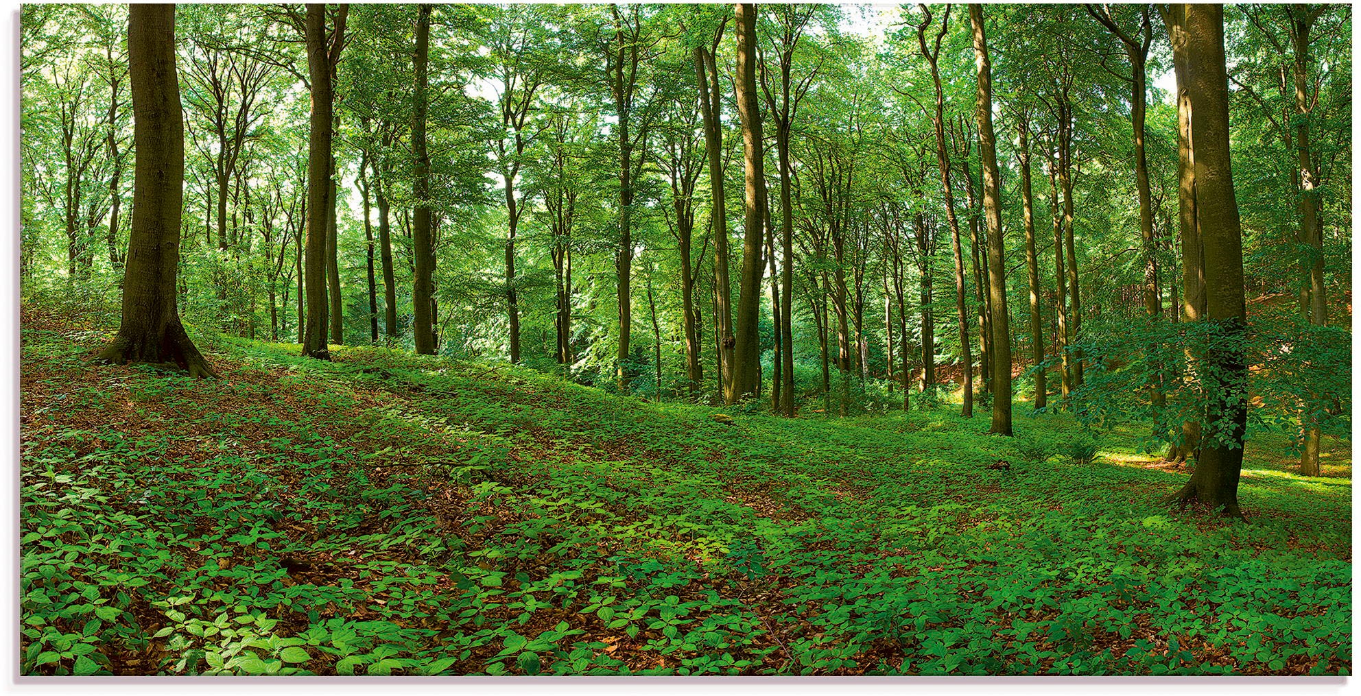 Artland Glasbild "Panorama von einem grünen Sommerwald", Wald, (1 St.), in verschiedenen Größen