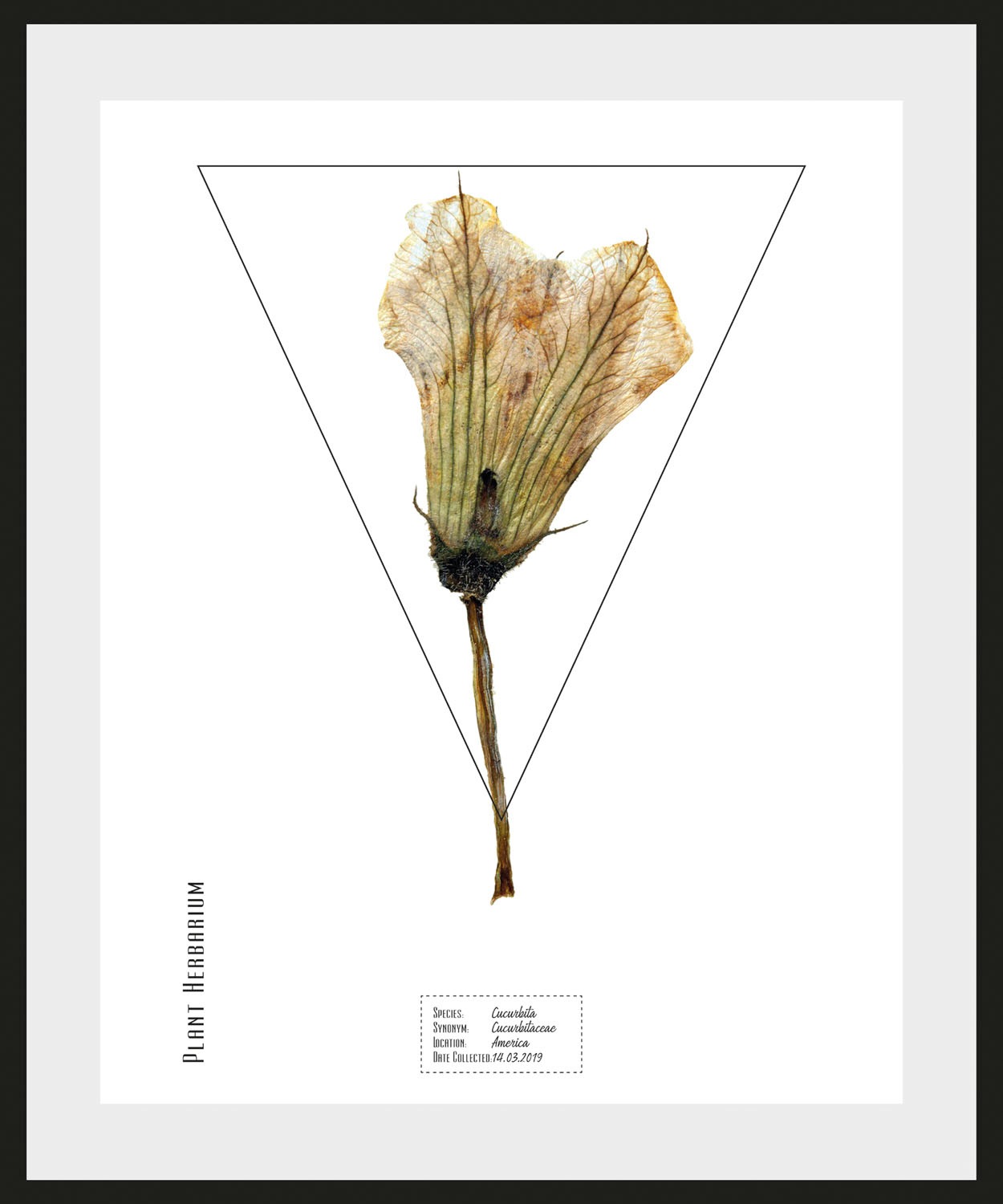 queence Bild "Cucurbita", Pflanzen-Pflanzenbilder-Schriftzug, (1 St.), HD P günstig online kaufen
