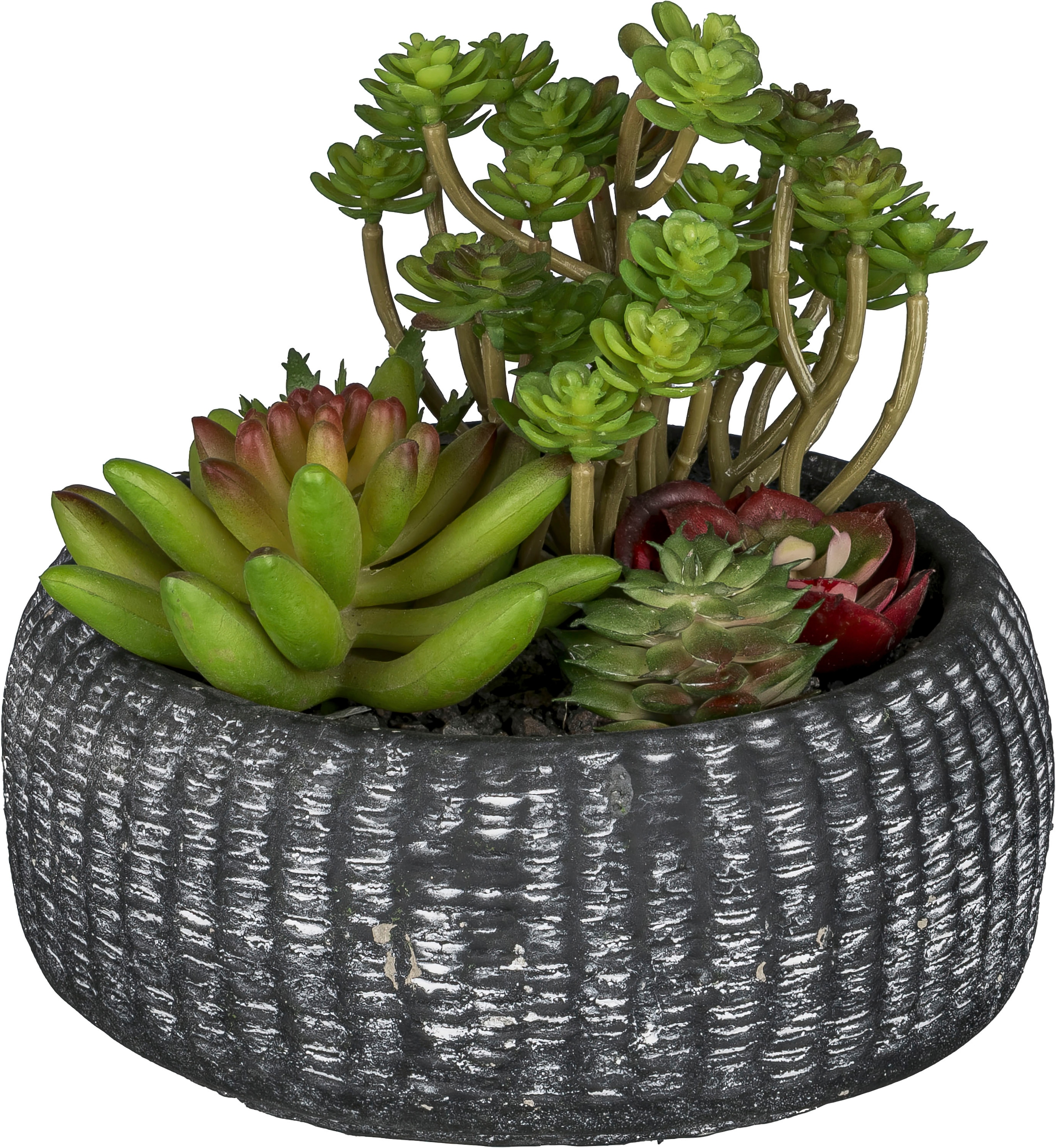 Creativ green Kunstpflanze »Sukkulentenarrangement« ...