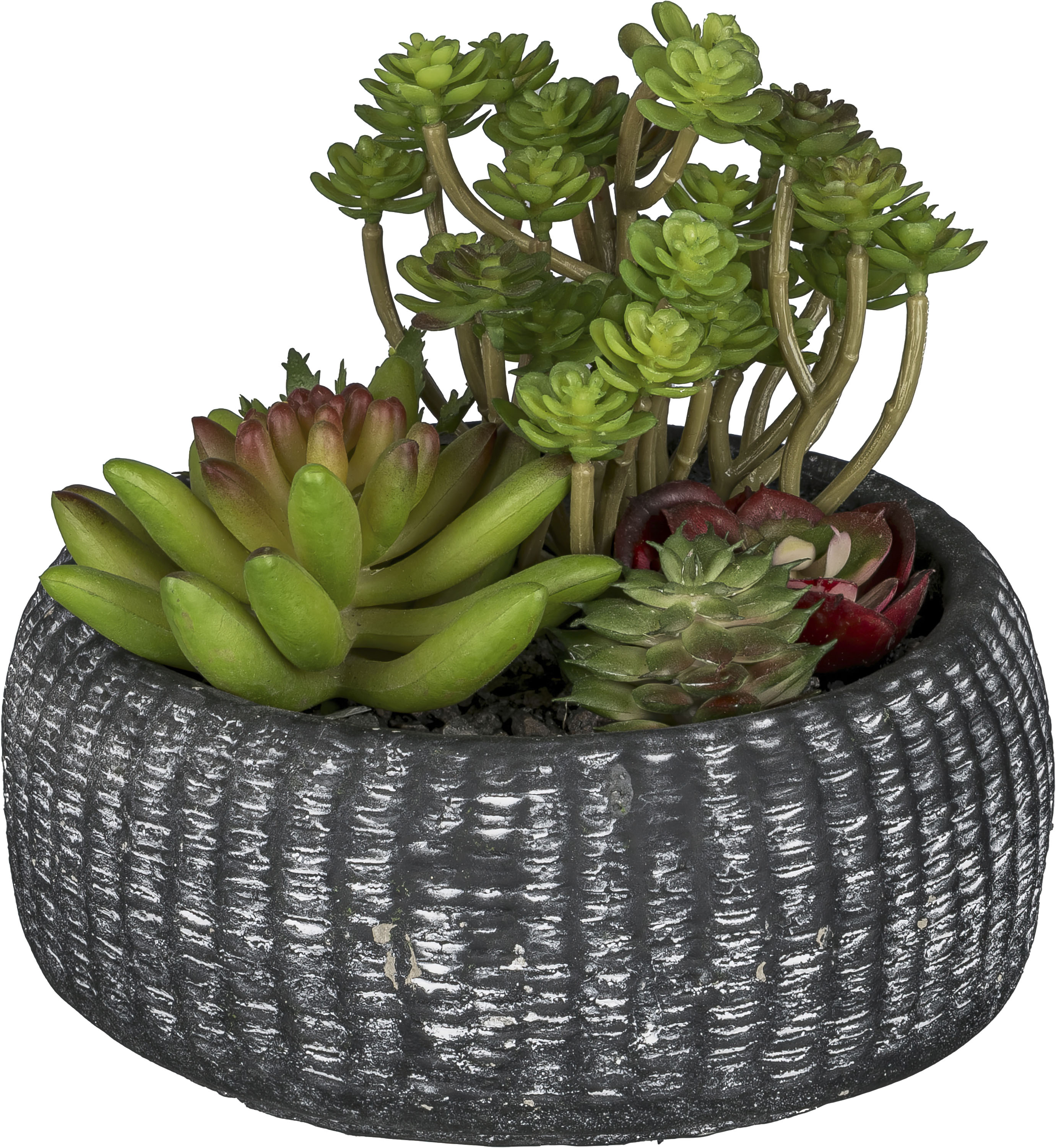 Creativ green "Sukkulentenarrangement" mit trendiger Schale