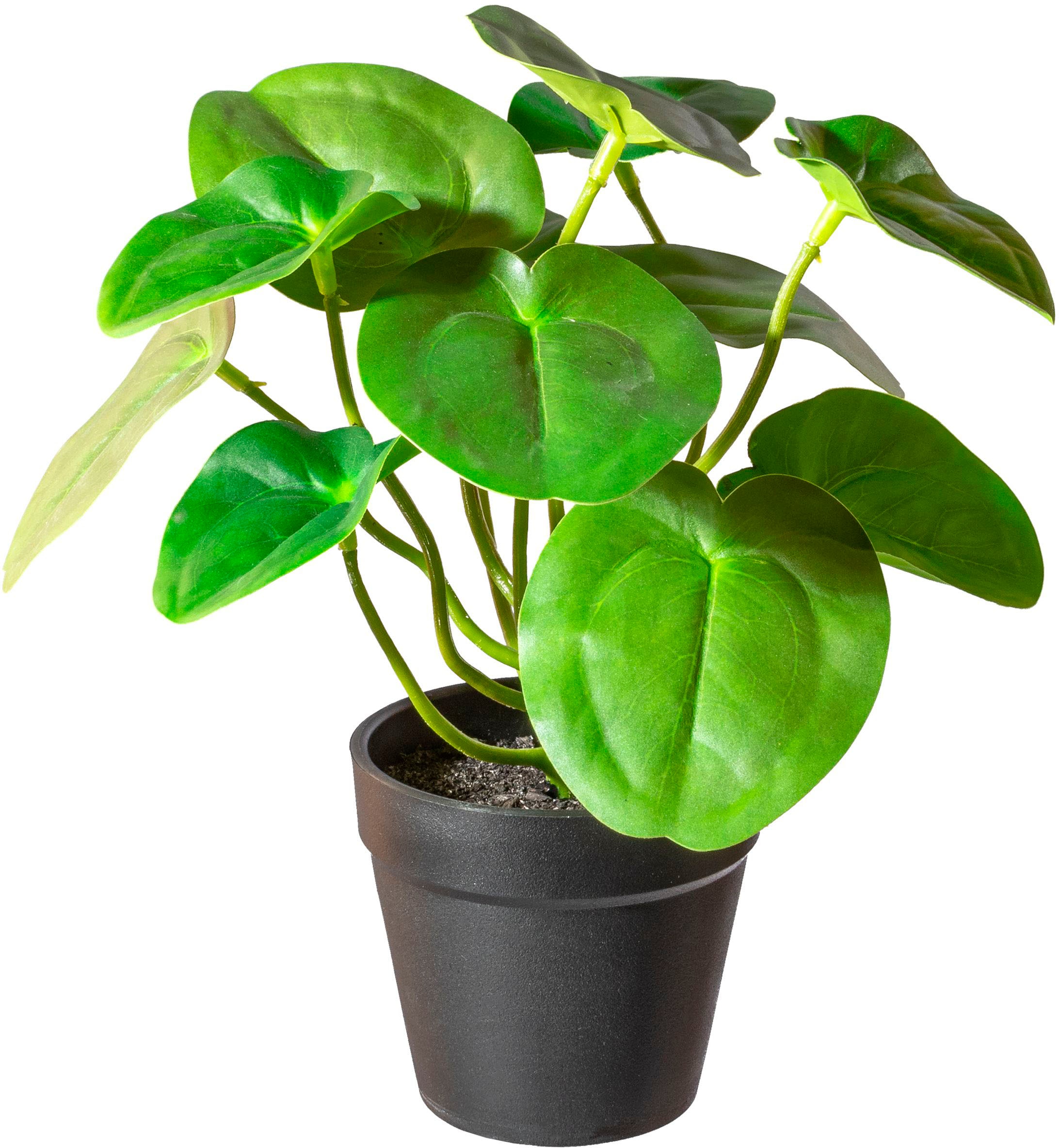 Creativ green Künstliche Zimmerpflanze »Pileabusch,«
