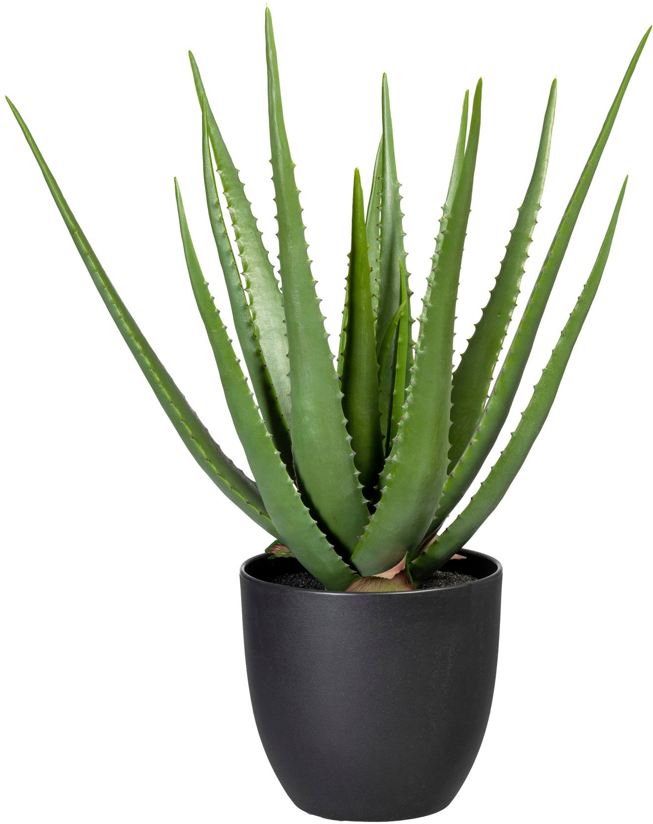 Creativ green "Aloe" günstig online kaufen