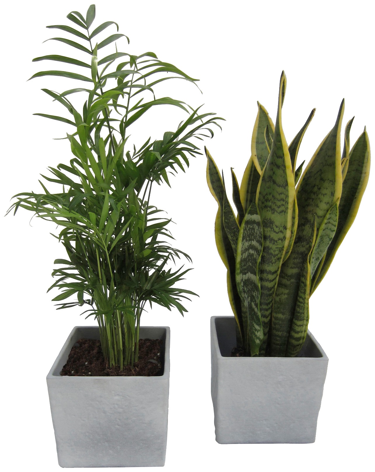 Dominik Zimmerpflanze »Palmen-Set«, (2 St.), Höhe: 30 cm, 2 Pflanzen in Dekotöpfen kaufen
