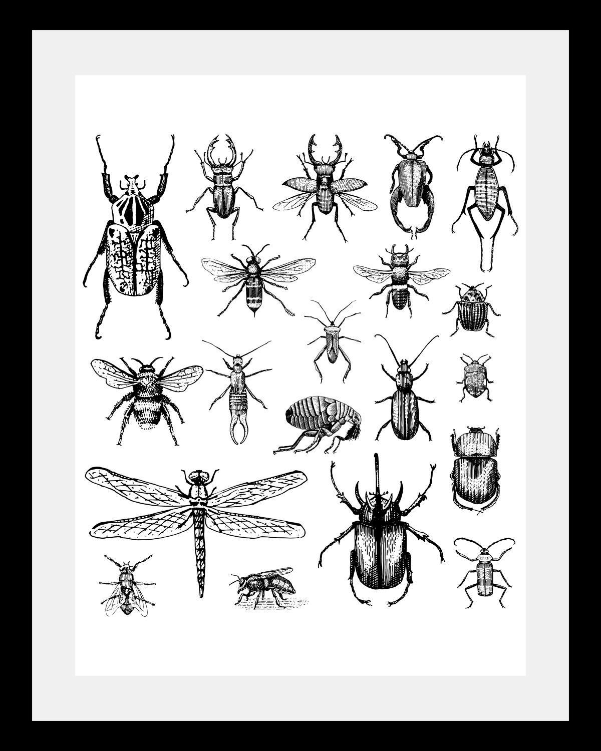 queence Bild »Käfer«, Tiere-Schwarz-Weiß-Kunst-Insekten, HD Premium Poster-Druck inkl. Holzrahmen