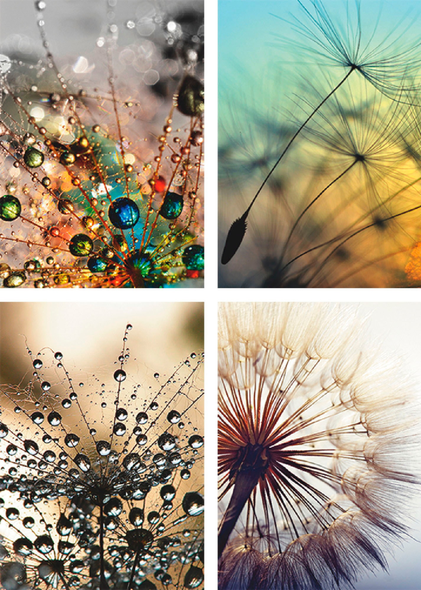 Artland Poster "Pusteblume,Nahaufnahme Löwenzahn" Blumen 4 Stk. tlg. Bilder günstig online kaufen