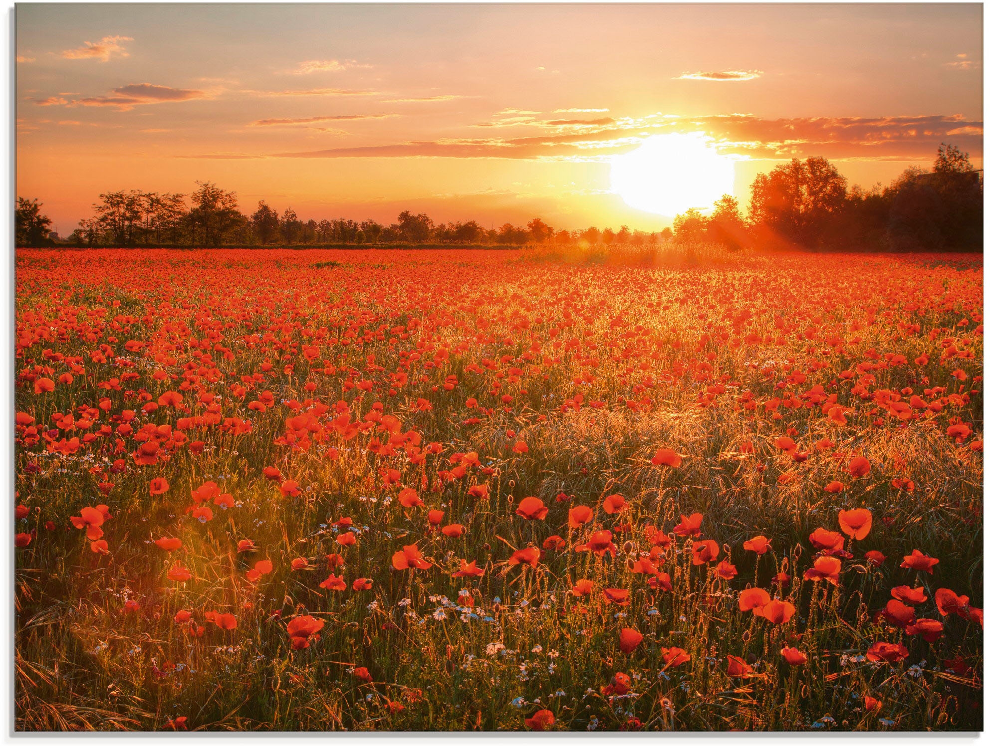 Artland Glasbild "Mohnblumenfeld bei Sonnenuntergang" Blumen & Gärten 1 Stk günstig online kaufen