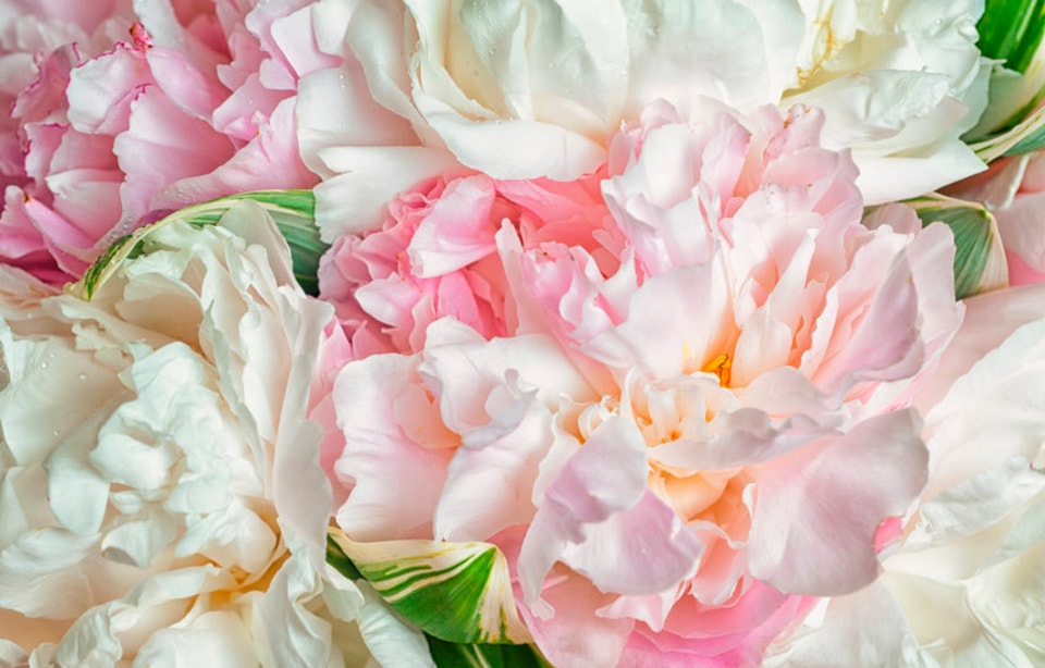 Papermoon Fototapete "Blooming Peonies" glatt