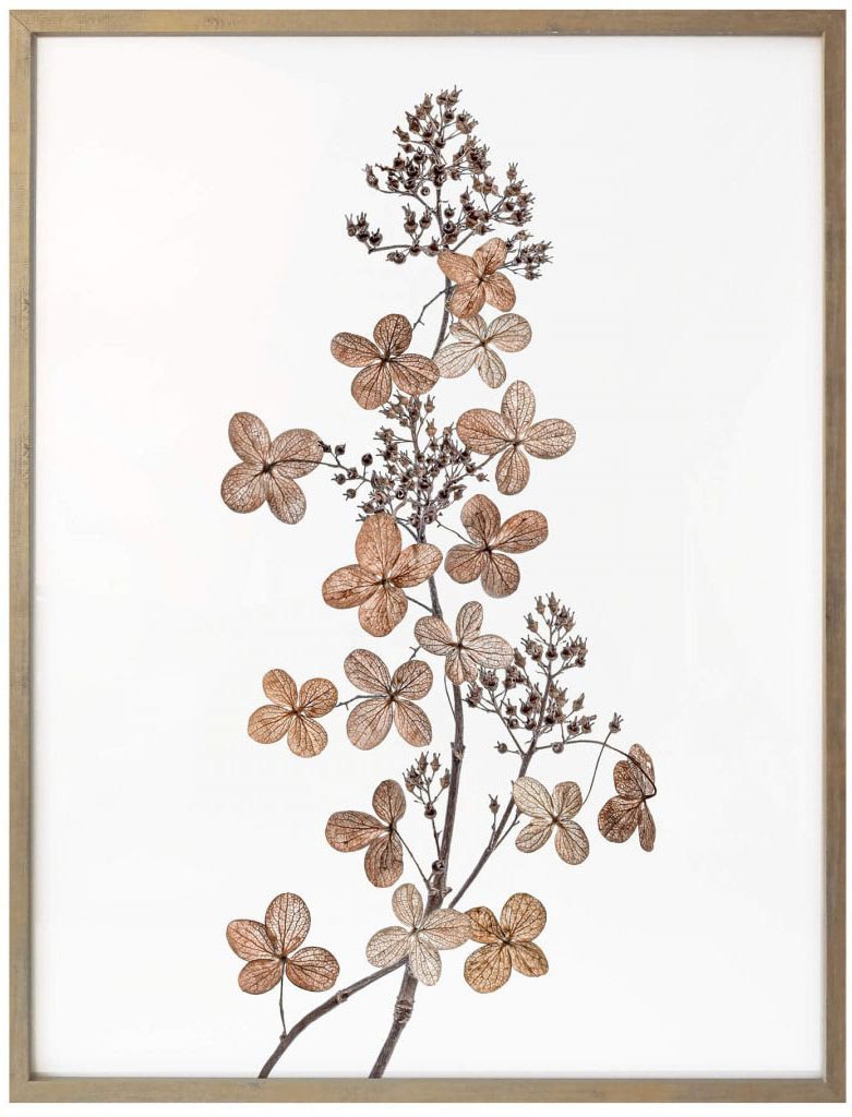 Wall-Art Poster »Hortensie«, Blumen, (1 St.) kaufen | BAUR