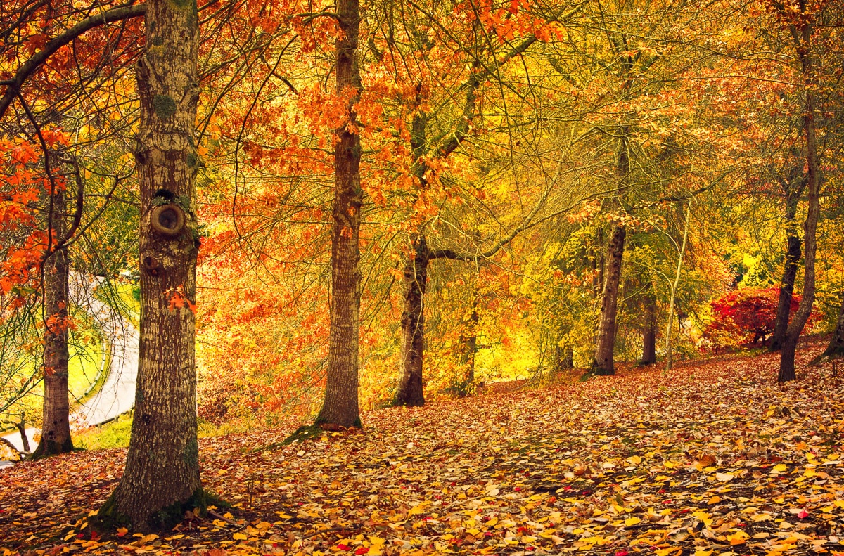 Papermoon "Herbstwald"