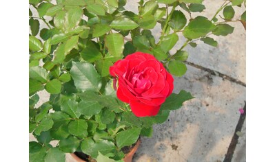 BCM Beetpflanze »Rose Nina Weibull«, (1 St.) kaufen