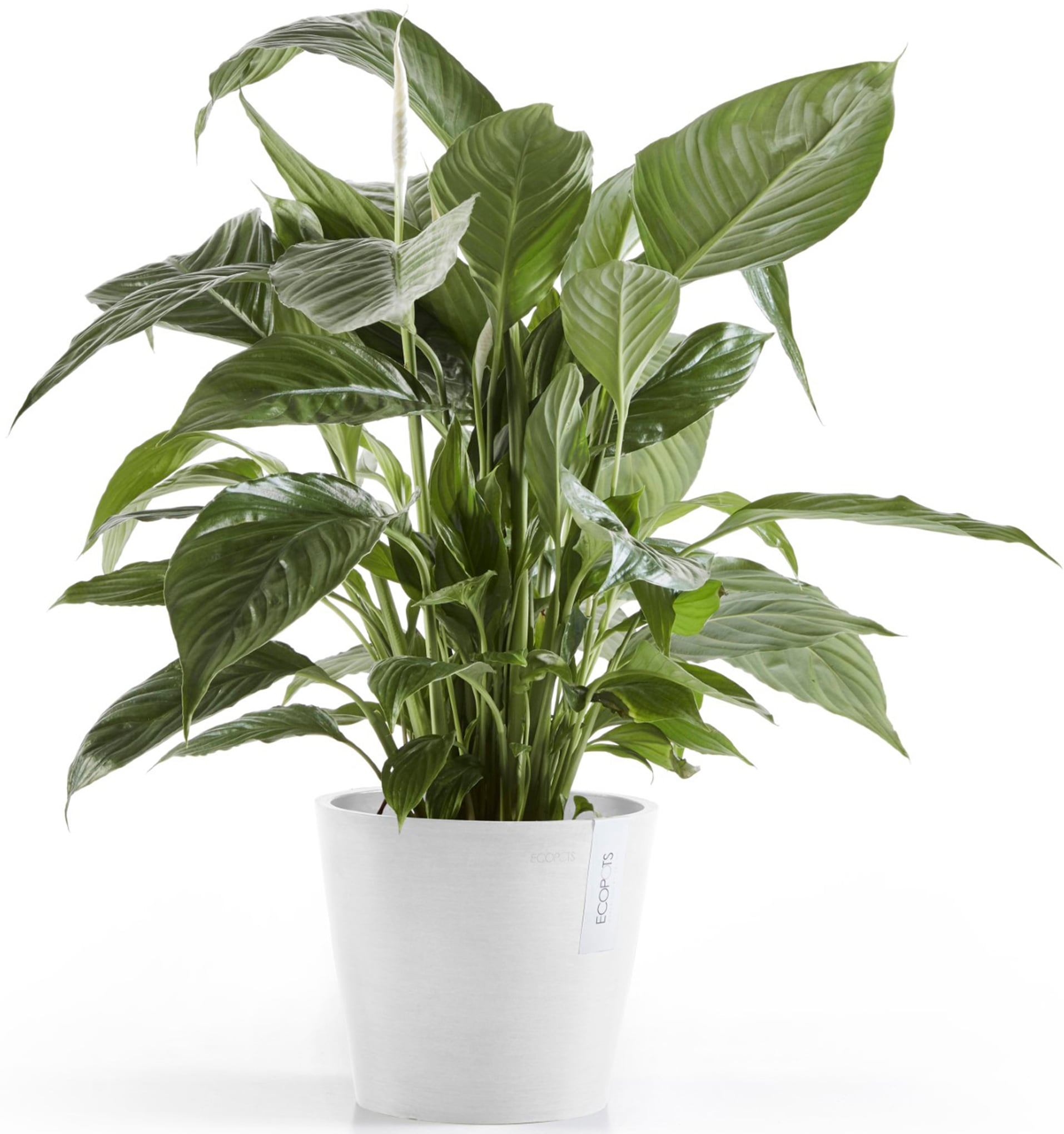 ECOPOTS Blumentopf »Amsterdam 20 + Wassersystem Weißgrau«, für innen und außen: frostsicher, bruchsicher und lichtbeständig