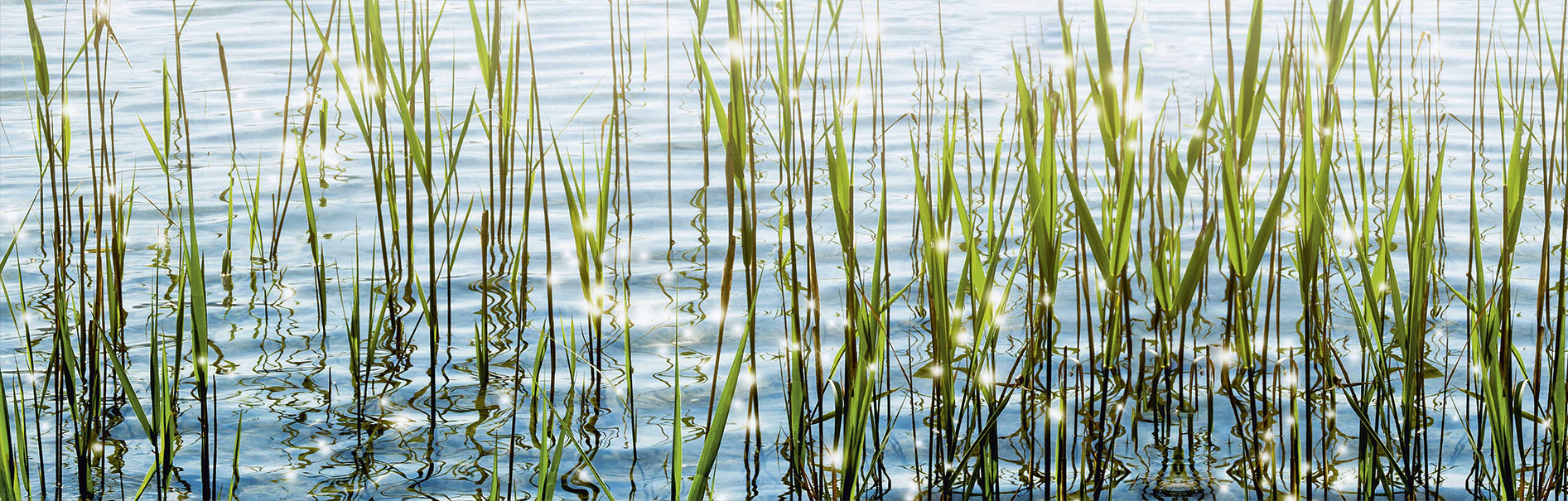 Express Küchen Küchenrückwand "Seegras"
