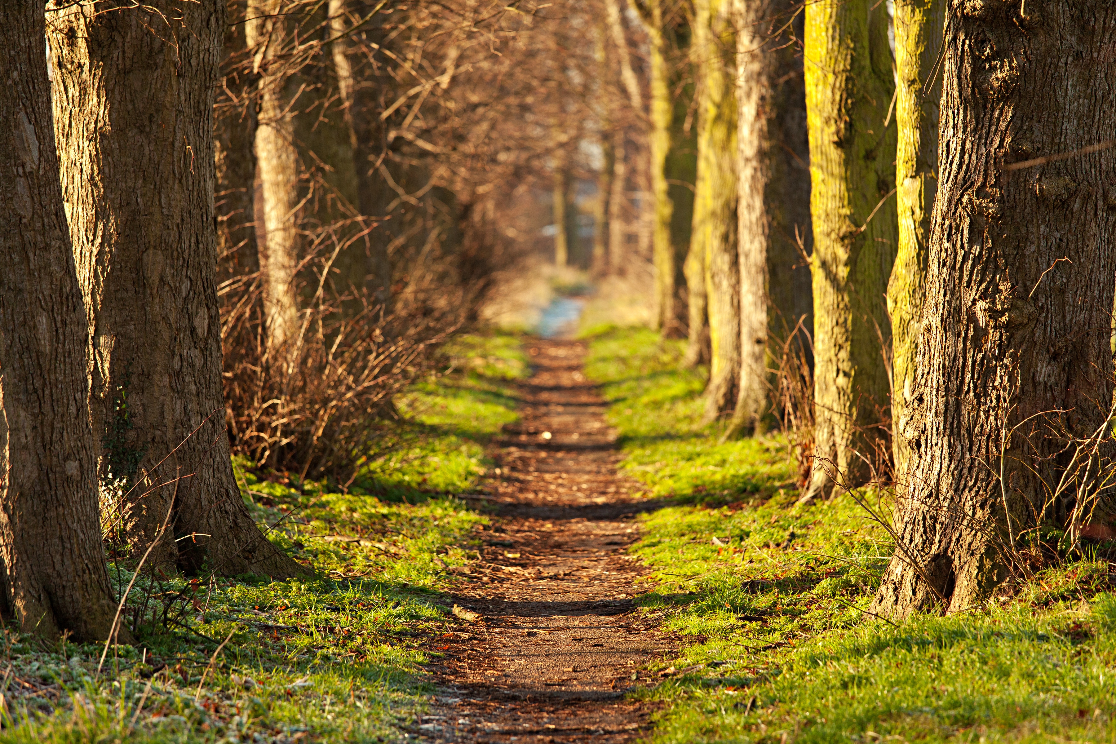 Papermoon Fototapete "Forest Walk Tunnel" glatt
