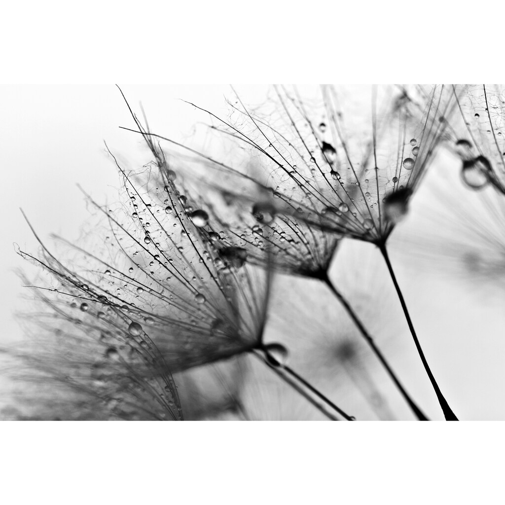 Papermoon Fototapete »Blumen Schwarz & Weiß«