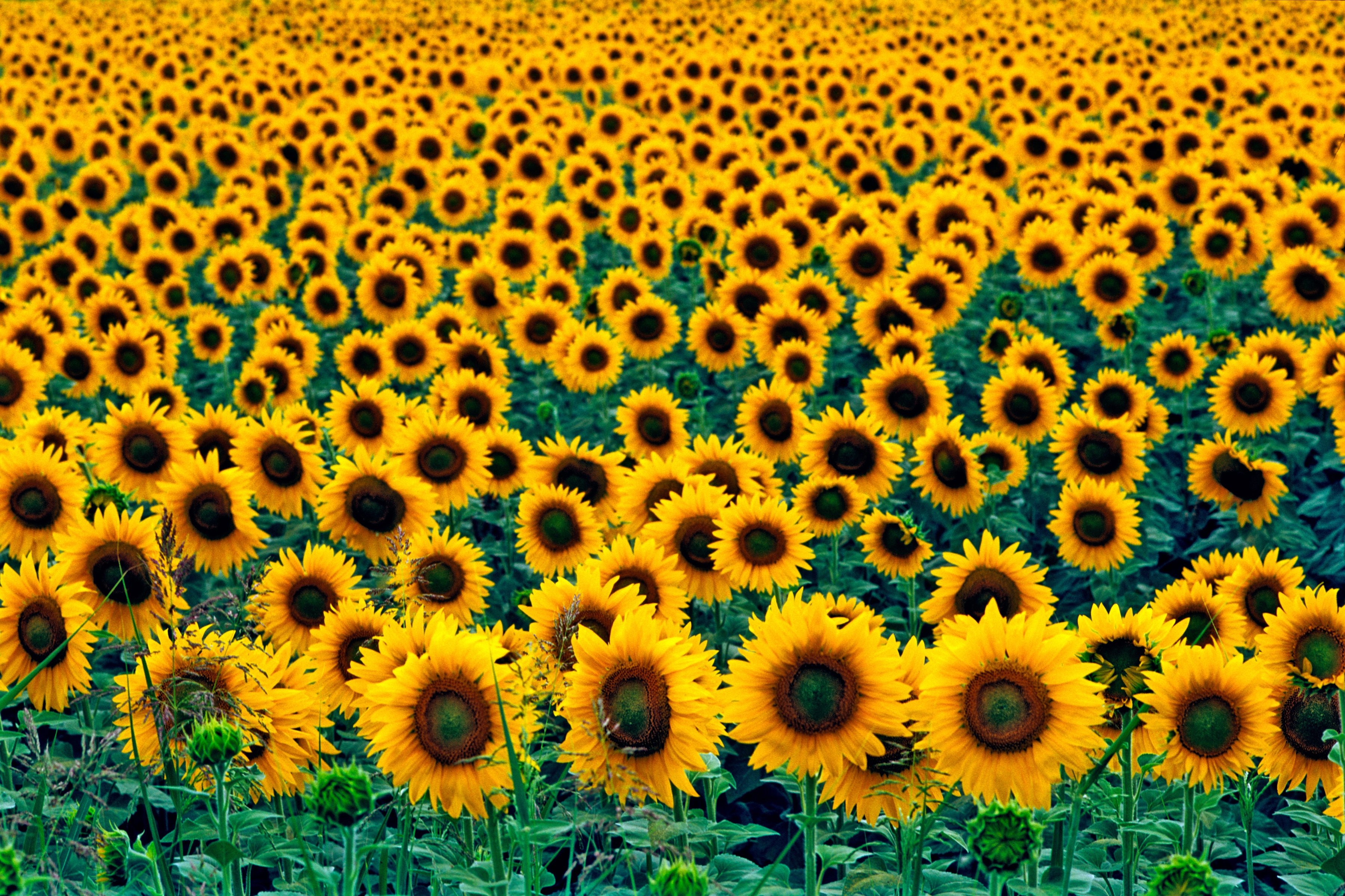 Papermoon Fototapete "Field of Sunflowers" glatt