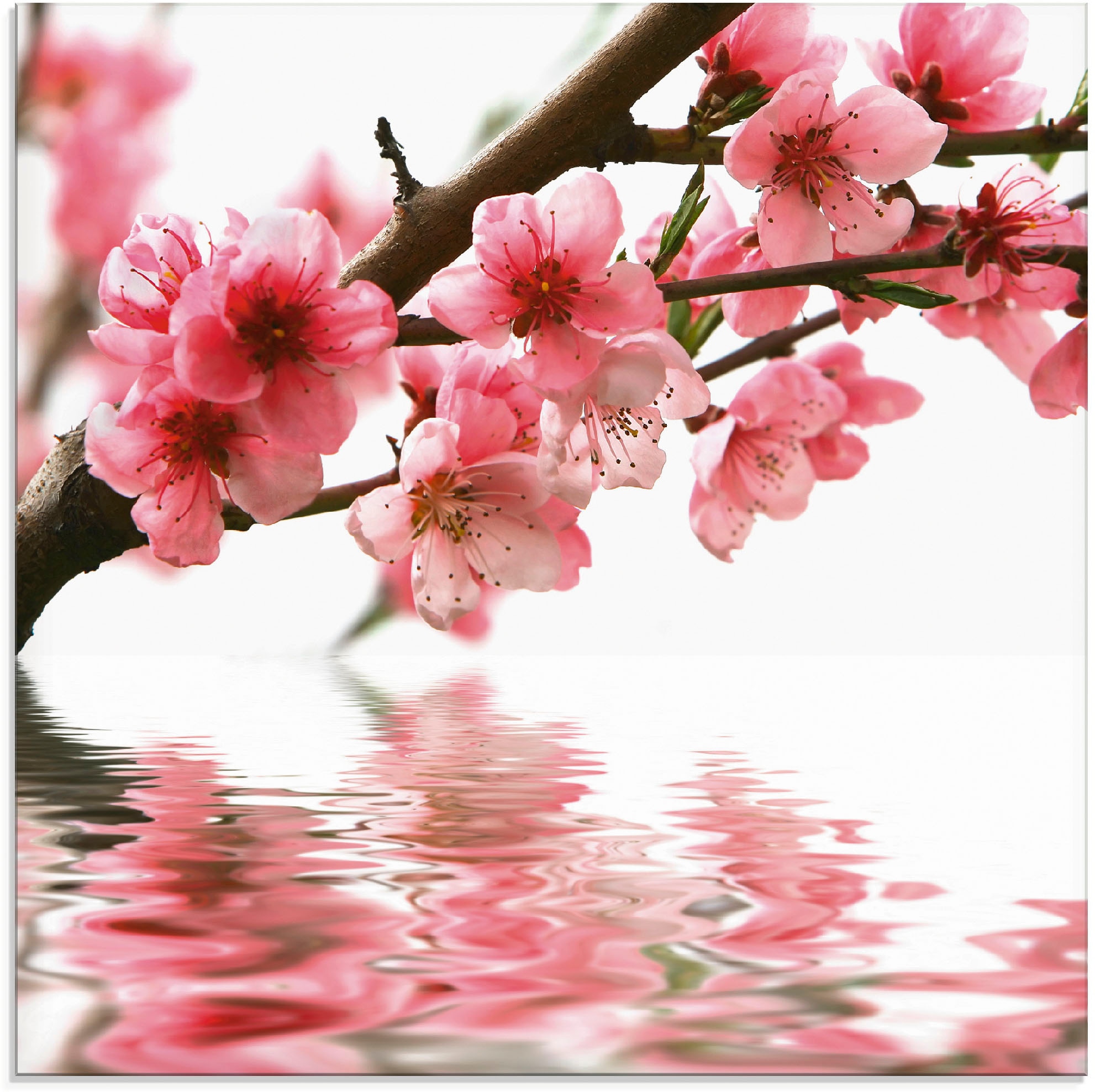 Artland Glasbild »Pfirsichblüten reflektieren im Wasser«, Blumen, (1 St.), in verschiedenen Größen