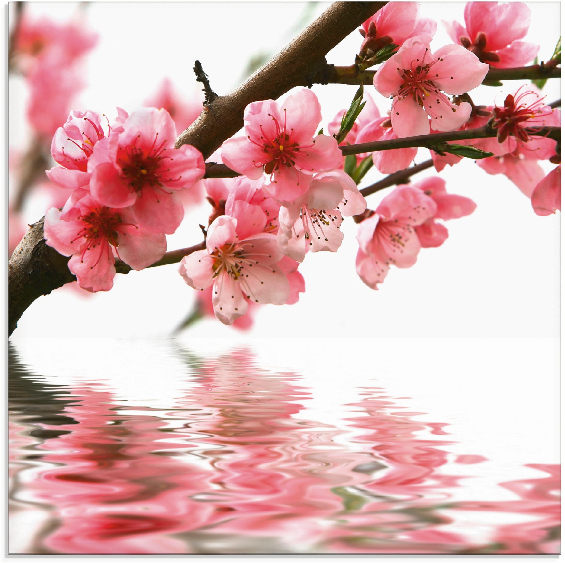 Artland Glasbild "Pfirsichblüten reflektieren im Wasser" Blumen 1 Stk. tlg. günstig online kaufen