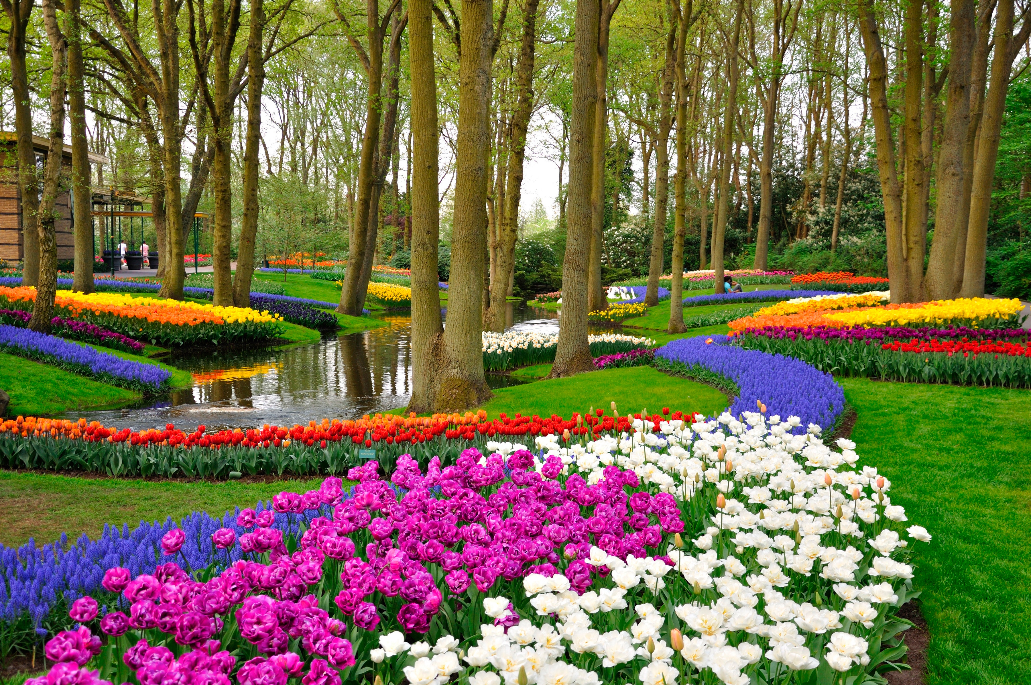 Papermoon Fototapete "Tulips in Keukenhof Park" glatt
