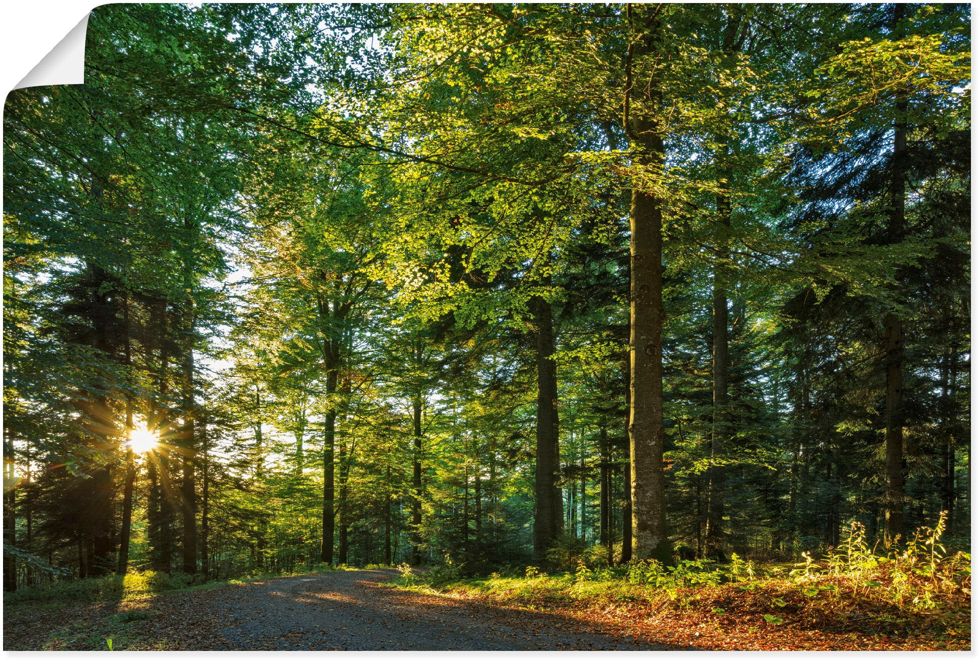 Artland Wandbild »Waldweg im Romantischen Schwarzwald«, Waldbilder, (1 St.), als... kaufen