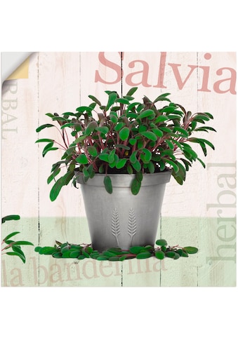 Artland Paveikslas »Salbei« Pflanzen (1 St.) k...