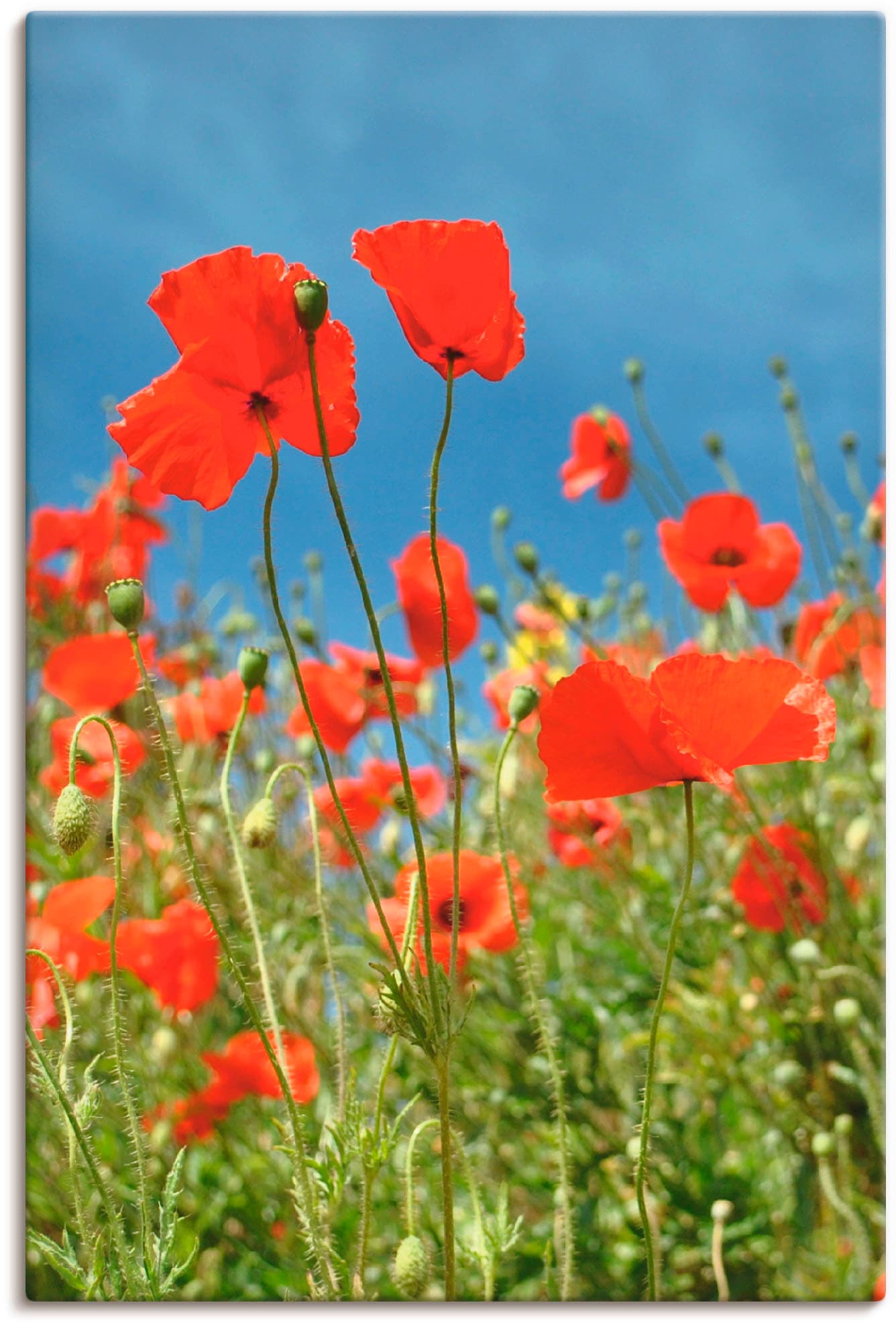 Artland Leinwandbild "Feld mit rotem Klatschmohn" Blumen 1 Stk. tlg. auf Holzrahmen gespannt