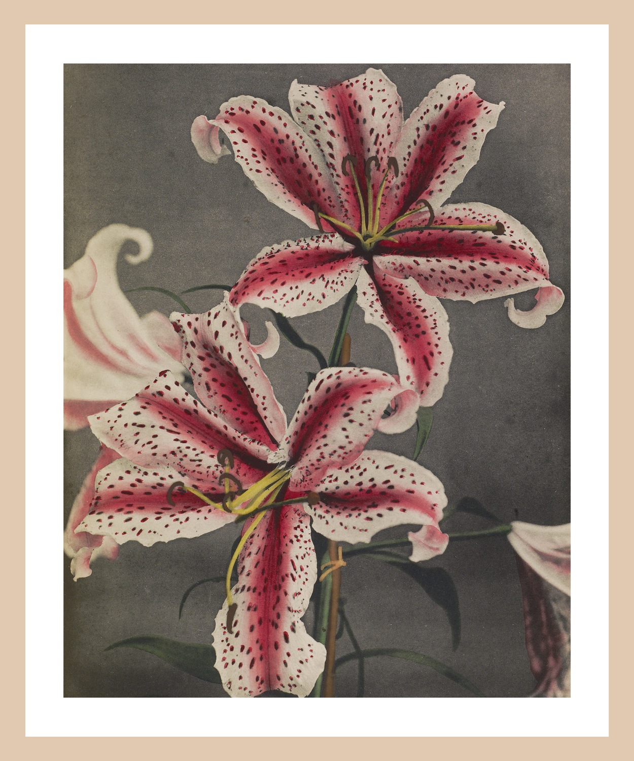 queence Bild mit Rahmen "Edda" Blumen  Blumenbilder  Kunst  Pflanzen  Pflan günstig online kaufen