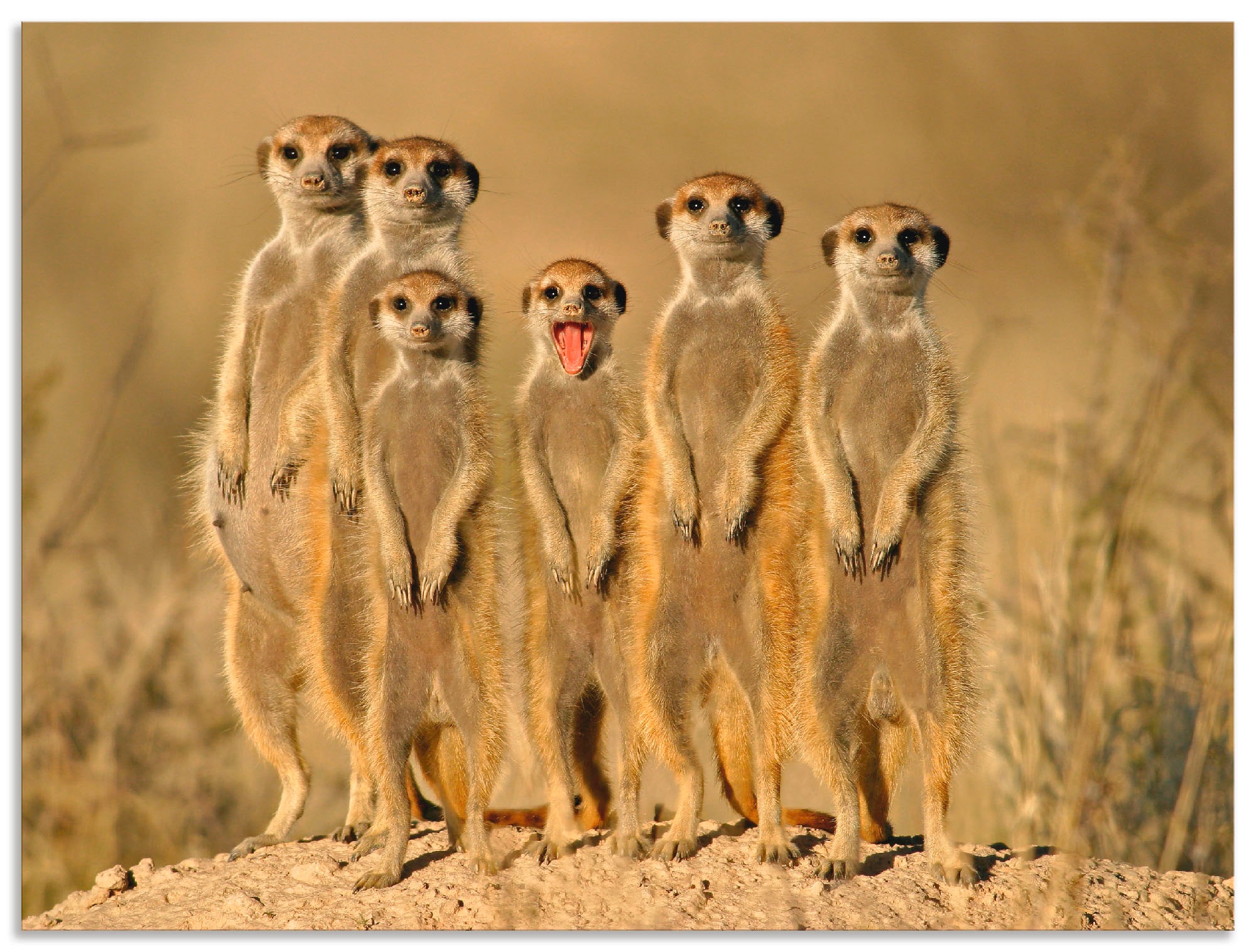 Artland Wandbild "Erdmännchen Familie", Wildtiere, (1 St.), als Alubild, Ou günstig online kaufen