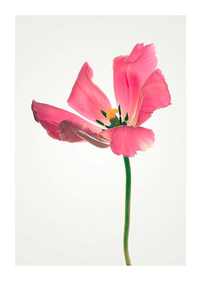 Komar Poster »Tulip«, BAUR Blumen, | St.), (1 Kinderzimmer, Schlafzimmer, Wohnzimmer