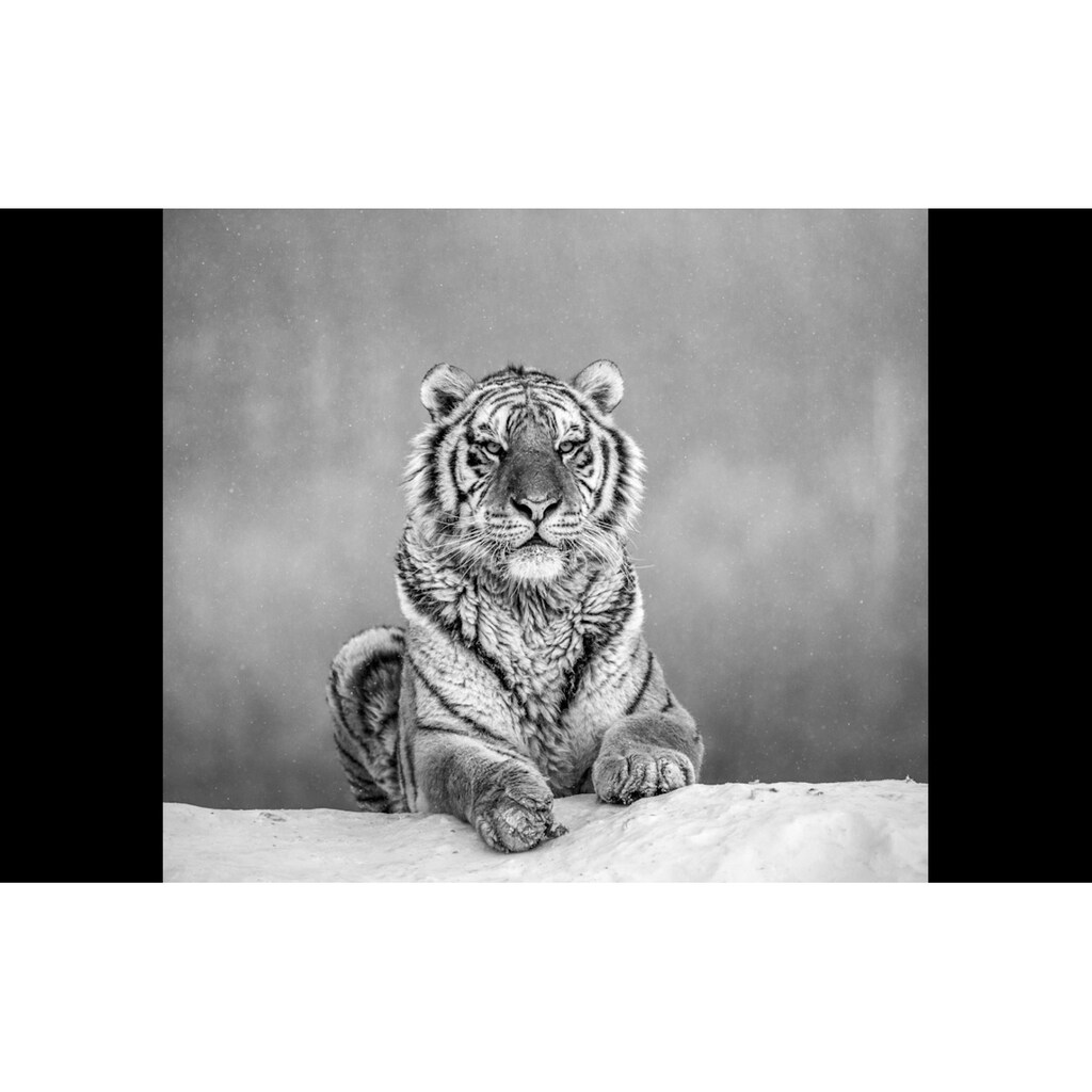 Papermoon Fototapete »Tiger Portrait Schwarz & Weiß«