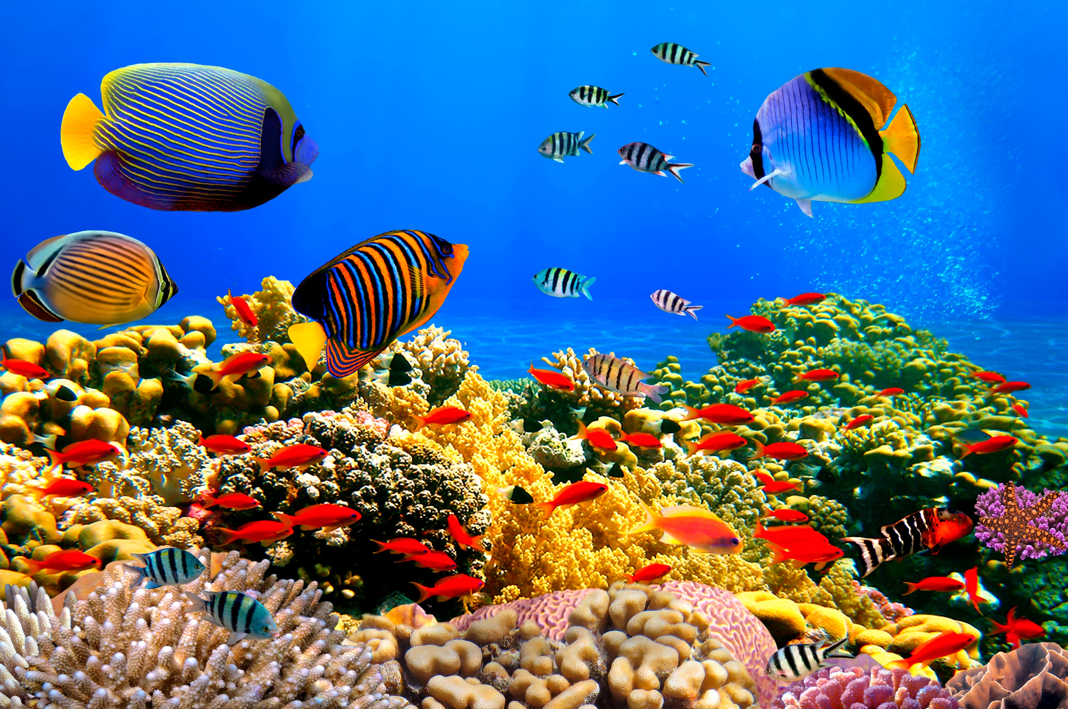 Papermoon Fototapete "Coral Colony Red Sea" glatt