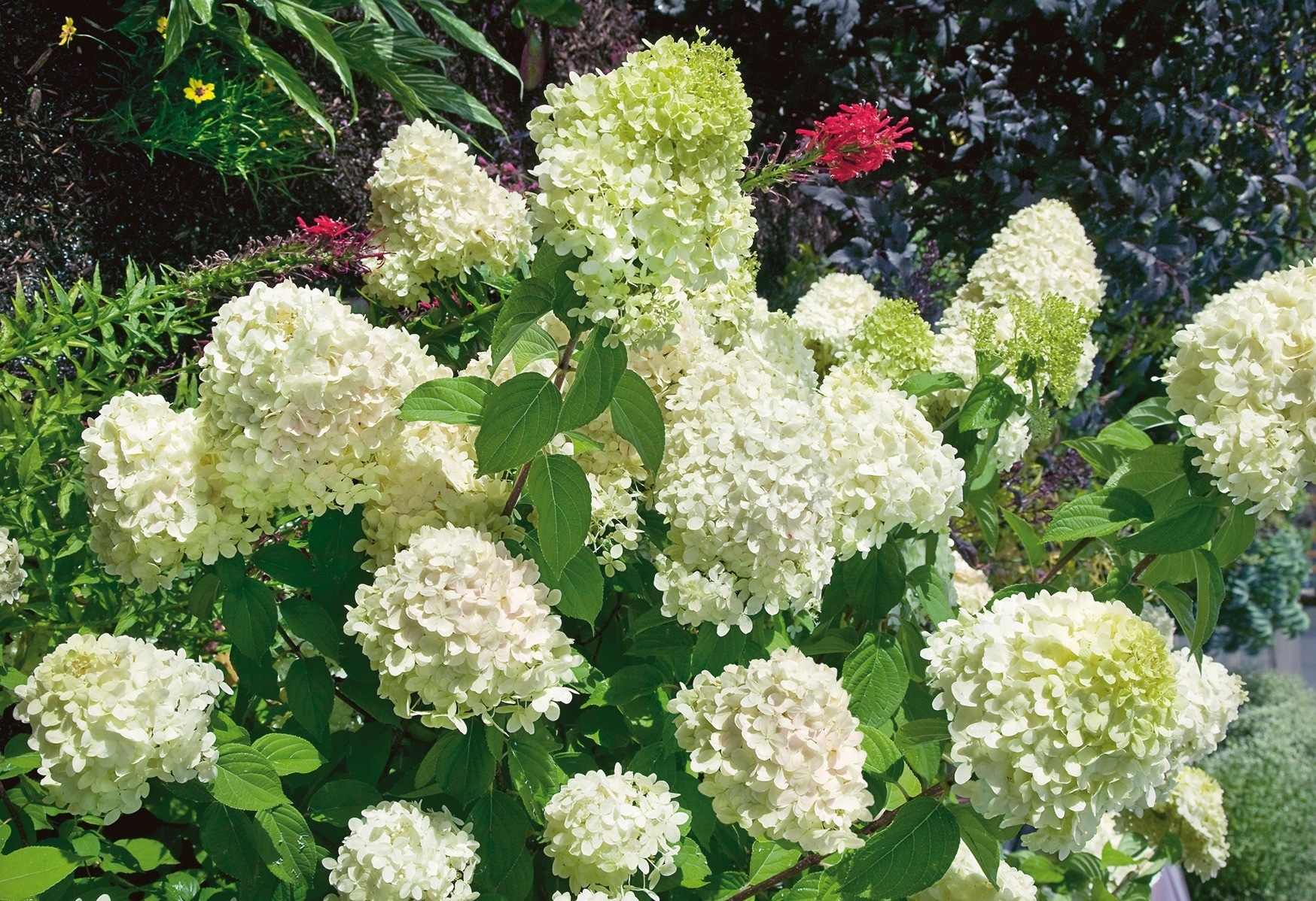 BCM Gehölze »rispen-Hortensie 'Bobo' inklusive Übertopf«, (1 St.), Höhe: 30-40 cm, 1... kaufen