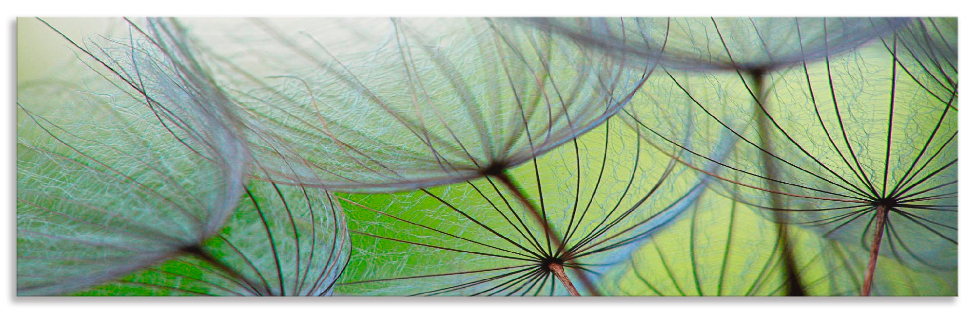 Küchenrückwand »Pusteblumen-Samen II«, (1 tlg.), Alu Spritzschutz mit Klebeband,...