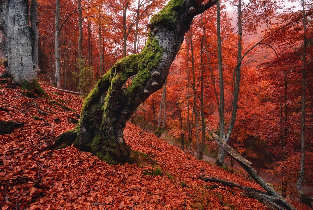 Papermoon "Baum in Wald"