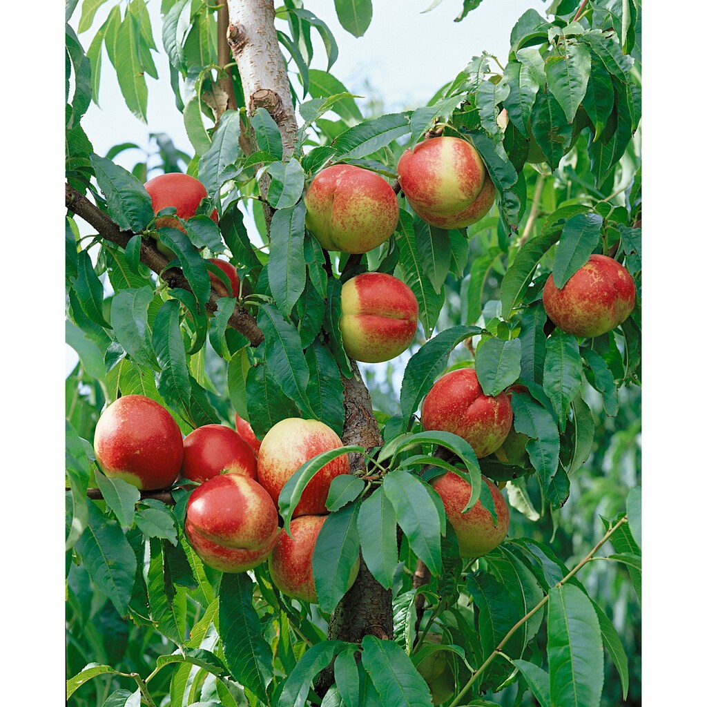 BCM Obstpflanze »Zwerg-Nektarine 'Nectarella'«, (1 St.), Zwergnektarine: 40 cm Stammhöhe, 1 Pflanze