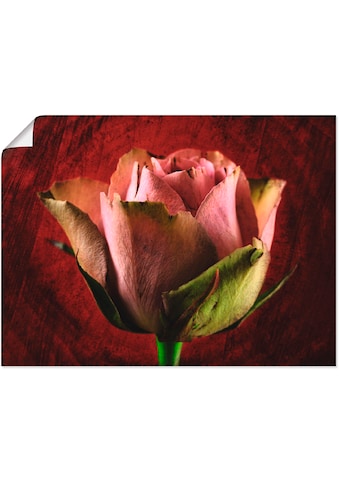 Artland Paveikslas »Rosa Rose« Blumen (1 St.) ...
