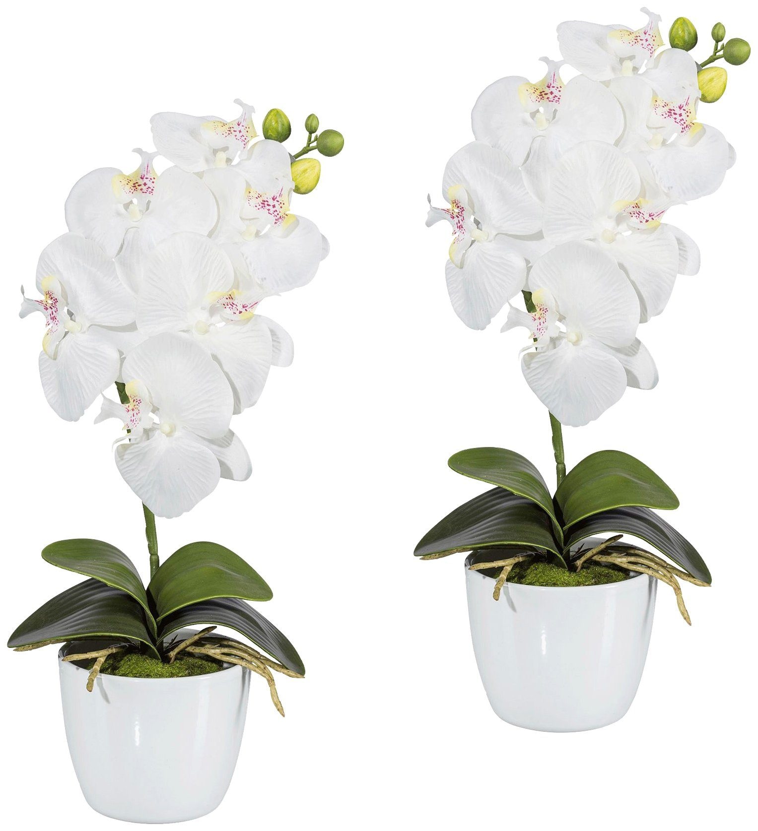 Echtes Produkt für ein beruhigendes Gefühl Creativ green Kunstpflanze »Orchidee kaufen | BAUR im Phalaenopsis«, Keramiktopf