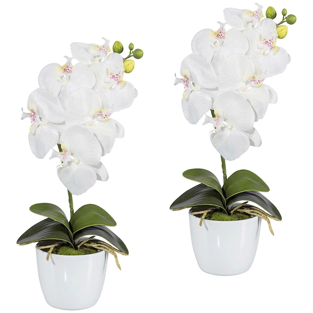 Creativ green Kunstpflanze »Orchidee Keramiktopf im | kaufen Phalaenopsis«, BAUR
