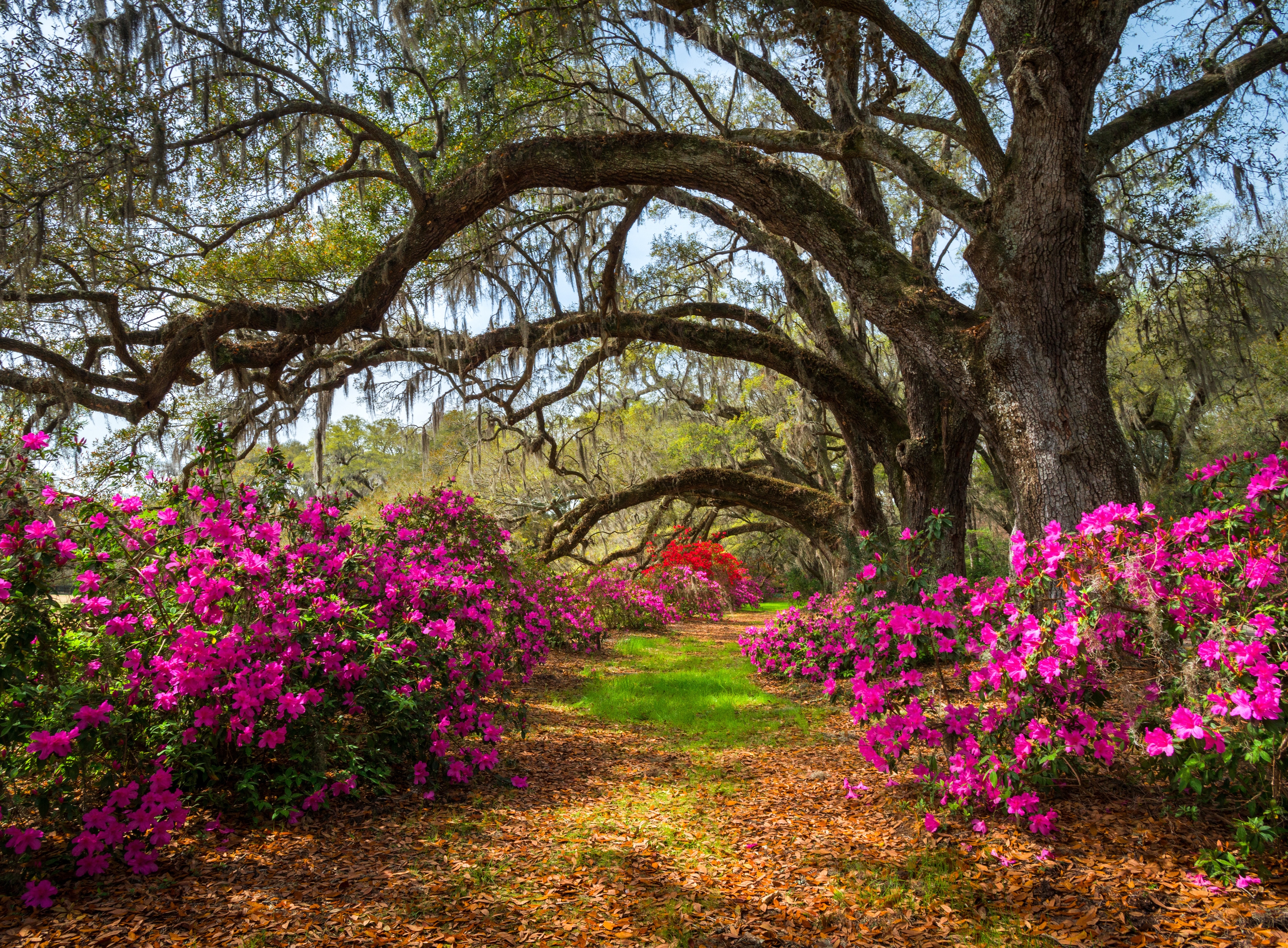 Papermoon Fototapete "Spring Flowers and Oaktrees" glatt