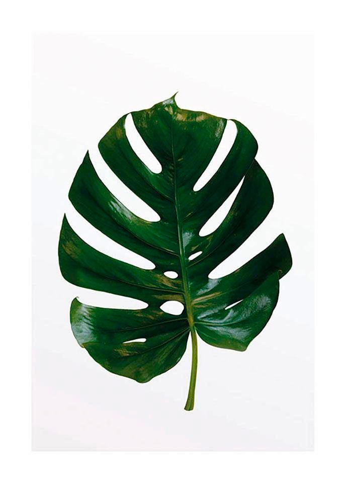 Komar Poster »Monstera Leaf«, Pflanzen-Blätter, (1 St.), Kinderzimmer,  Schlafzimmer, Wohnzimmer | BAUR