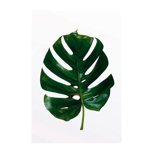 Komar Poster »Monstera Leaf«, Pflanzen-Blätter, (1 St.), Kinderzimmer,  Schlafzimmer, Wohnzimmer | BAUR